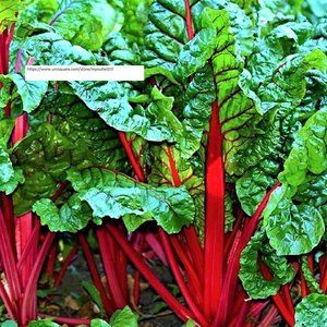 Ruby Red Swiss Chard Seeds - Vegetable Seeds - BOGO